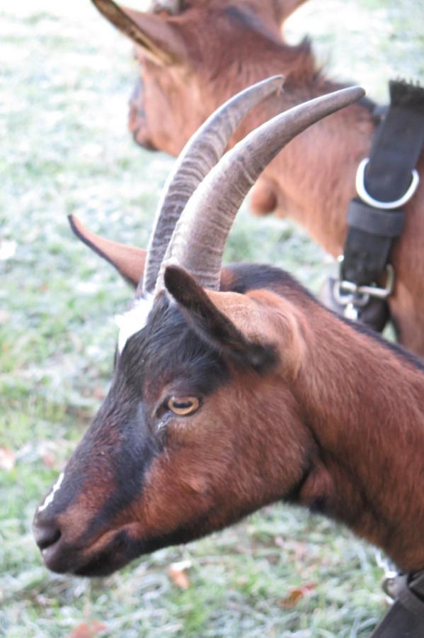La Ferme De Pomereix Le Dorat エクステリア 写真